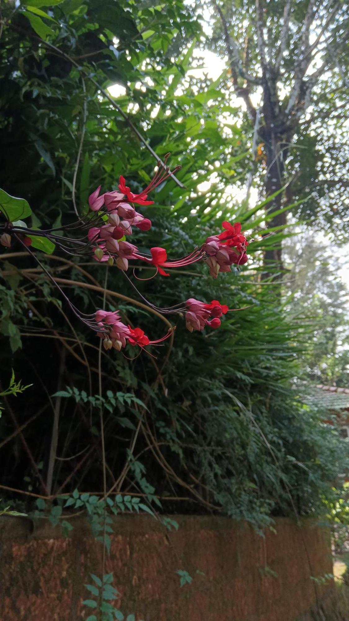 Jungle Valley Ayurvedic Spa Resort Meppādi Eksteriør bilde
